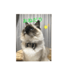 ラグドール猫のマイケル（個別スタンプ：2）