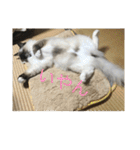 ラグドール猫のマイケル（個別スタンプ：3）