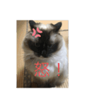 ラグドール猫のマイケル（個別スタンプ：4）