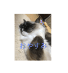 ラグドール猫のマイケル（個別スタンプ：5）