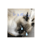 ラグドール猫のマイケル（個別スタンプ：6）