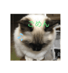 ラグドール猫のマイケル（個別スタンプ：7）