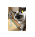 ラグドール猫のマイケル（個別スタンプ：8）
