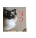 ラグドール猫のマイケル（個別スタンプ：10）