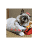 ラグドール猫のマイケル（個別スタンプ：12）