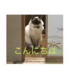 ラグドール猫のマイケル（個別スタンプ：13）