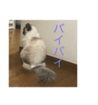 ラグドール猫のマイケル（個別スタンプ：14）