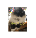 ラグドール猫のマイケル（個別スタンプ：19）