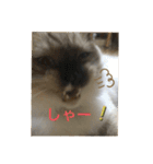 ラグドール猫のマイケル（個別スタンプ：21）