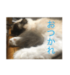 ラグドール猫のマイケル（個別スタンプ：22）