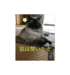 ラグドール猫のマイケル（個別スタンプ：23）