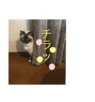 ラグドール猫のマイケル（個別スタンプ：24）