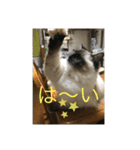 ラグドール猫のマイケル（個別スタンプ：25）