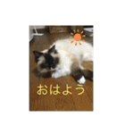 ラグドール猫のマイケル（個別スタンプ：26）