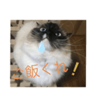 ラグドール猫のマイケル（個別スタンプ：28）