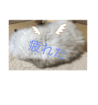 ラグドール猫のマイケル（個別スタンプ：29）