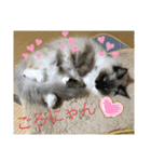 ラグドール猫のマイケル（個別スタンプ：30）