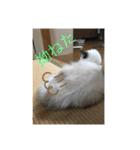 ラグドール猫のマイケル（個別スタンプ：31）