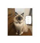 ラグドール猫のマイケル（個別スタンプ：32）