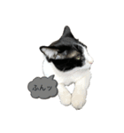 兄弟ハチワレねこ。（個別スタンプ：1）