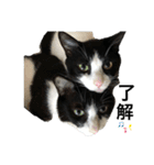 兄弟ハチワレねこ。（個別スタンプ：2）