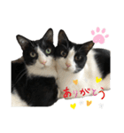 兄弟ハチワレねこ。（個別スタンプ：3）