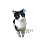 兄弟ハチワレねこ。（個別スタンプ：4）
