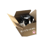 兄弟ハチワレねこ。（個別スタンプ：5）