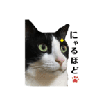 兄弟ハチワレねこ。（個別スタンプ：6）