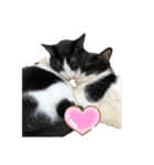 兄弟ハチワレねこ。（個別スタンプ：8）