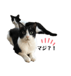 兄弟ハチワレねこ。（個別スタンプ：9）