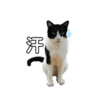 兄弟ハチワレねこ。（個別スタンプ：10）