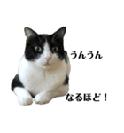 兄弟ハチワレねこ。（個別スタンプ：11）