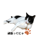 兄弟ハチワレねこ。（個別スタンプ：12）