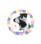 兄弟ハチワレねこ。（個別スタンプ：13）