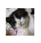 兄弟ハチワレねこ。（個別スタンプ：14）