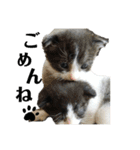 兄弟ハチワレねこ。（個別スタンプ：15）