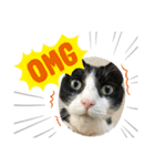 兄弟ハチワレねこ。（個別スタンプ：16）