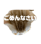 茶スタ3（個別スタンプ：6）