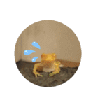 幸運の黄色いカエル yellow Frog（個別スタンプ：1）