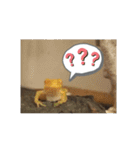 幸運の黄色いカエル yellow Frog（個別スタンプ：3）