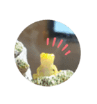 幸運の黄色いカエル yellow Frog（個別スタンプ：5）