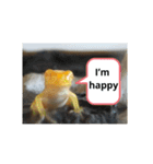 幸運の黄色いカエル yellow Frog（個別スタンプ：11）