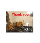 幸運の黄色いカエル yellow Frog（個別スタンプ：23）