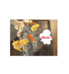 幸運の黄色いカエル yellow Frog（個別スタンプ：25）