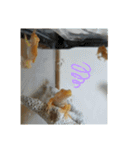 幸運の黄色いカエル yellow Frog（個別スタンプ：31）