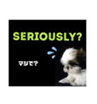 シーズー★英語と日本語ワンだふる（個別スタンプ：18）