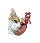 たまごねこねこ3（個別スタンプ：1）