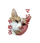 たまごねこねこ3（個別スタンプ：2）