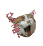 たまごねこねこ3（個別スタンプ：3）